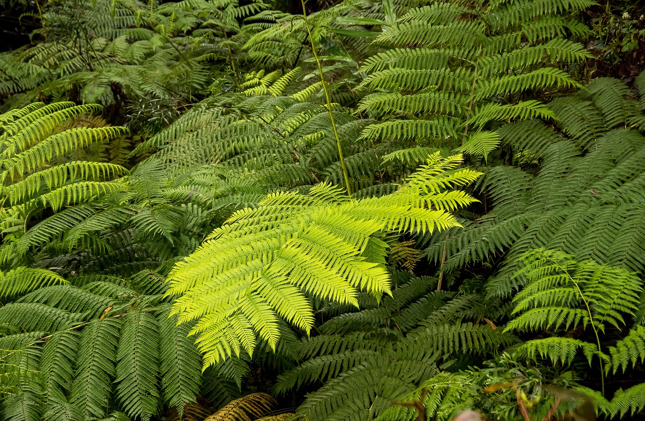 The Powerhouse of Biodiversity: Exploring the Amazon Rainforest